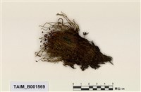 藏品(澤苔)的圖片